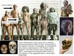 Porovnanie Homo floresiensis a ďalších druhov Homo
--
1 HOMO HABILIS (človek zručný), 2 HOMO SAPIEN (človek rozumný), 3 HOMO FLORESIENSIS (hobbit), 4 HOMO ERECTUS (človek vzpriamený), 5 PARANTHROPUS BOISEI, 6 HOMO HEIDELBERGENSIS, 7 HOMO NEANDERTHALENSIS (neandertálec) -- z druhu Homo tu ale chýbajú: Homo gautengensis, Homo rudolfensis, Homo rhodesiensis, Homo georgicus, Homo ergaster a asi aj ďalší iní...