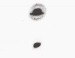 Wicie 03.9.1983.  UFO v tvare klobúka so žltou žiarou a opúšťajúce sa "žlté svetlo". Autor len videl zahadne žlté svetla, čierny "klobúk" nebol viditeľný voľným okom a objavil sa iba na fotke. Nevieme, prečo žiariace objekty su na fotke ako čierne