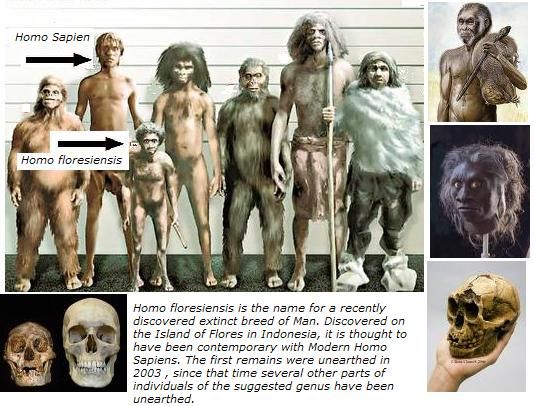 Porovnanie Homo floresiensis a ďalších druhov Homo
--
1 HOMO HABILIS (človek zručný), 2 HOMO SAPIEN (človek rozumný), 3 HOMO FLORESIENSIS (hobbit), 4 HOMO ERECTUS (človek vzpriamený), 5 PARANTHROPUS BOISEI, 6 HOMO HEIDELBERGENSIS, 7 HOMO NEANDERTHALENSIS (neandertálec) -- z druhu Homo tu ale chýbajú: Homo gautengensis, Homo rudolfensis, Homo rhodesiensis, Homo georgicus, Homo ergaster a asi aj ďalší iní...